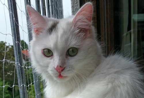 Monty Zunge -Weisse Katze streckt die Zunge heraus.jpeg